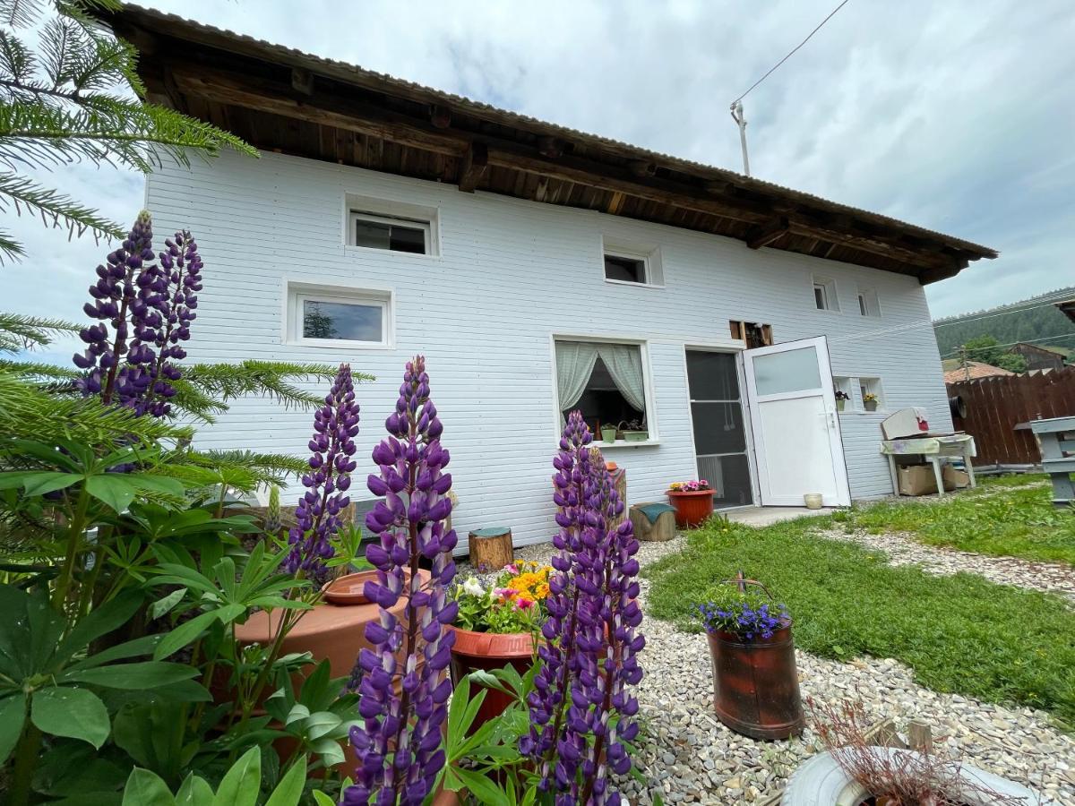 Casa De Oaspeti Cristina Fitod Екстериор снимка